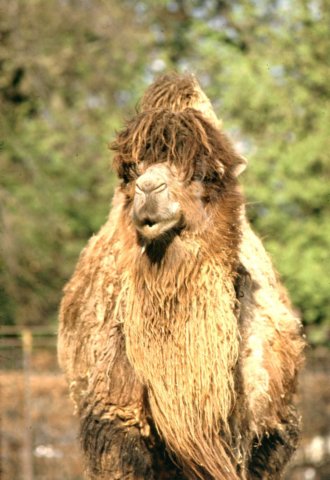 dromedary.jpg