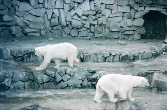 polarbears.jpg